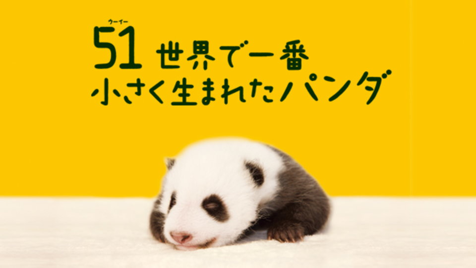 51(ウーイー)世界で一番小さく生まれたパンダ のサムネイル画像