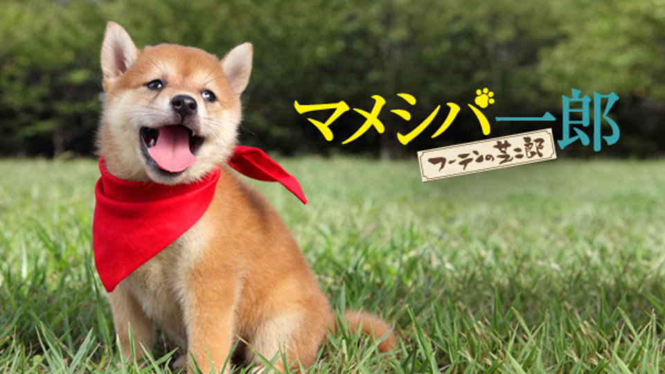 マメシバ一郎 フーテンの芝二郎 のサムネイル画像