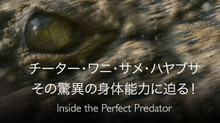チーター・ワニ・サメ・ハヤブサ その驚異の身体能力に迫る! のサムネイル画像