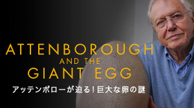 アッテンボローが迫る! 巨大な卵の謎 のサムネイル画像