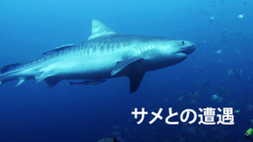 サメとの遭遇 のサムネイル画像