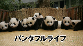 のサムネイル画像