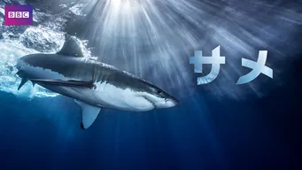 サメ のサムネイル画像