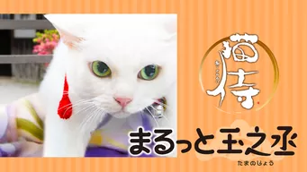 猫侍 まるっと玉之丞 のサムネイル画像