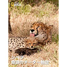 シベラ:奇跡のチーター物語 のサムネイル画像