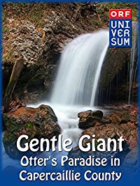 GENTLE GIANT - OTTER'S PARADISE IN CAPERCAILLIE COUNTY のサムネイル画像