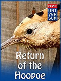 RETURN OF THE HOOPOE のサムネイル画像