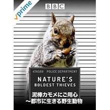 泥棒カモメにご用心〜都市に生きる野生動物 のサムネイル画像