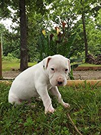 DOGO ARGENTINO THE ULTIMATE HUNTING AND HOUSE DOG のサムネイル画像