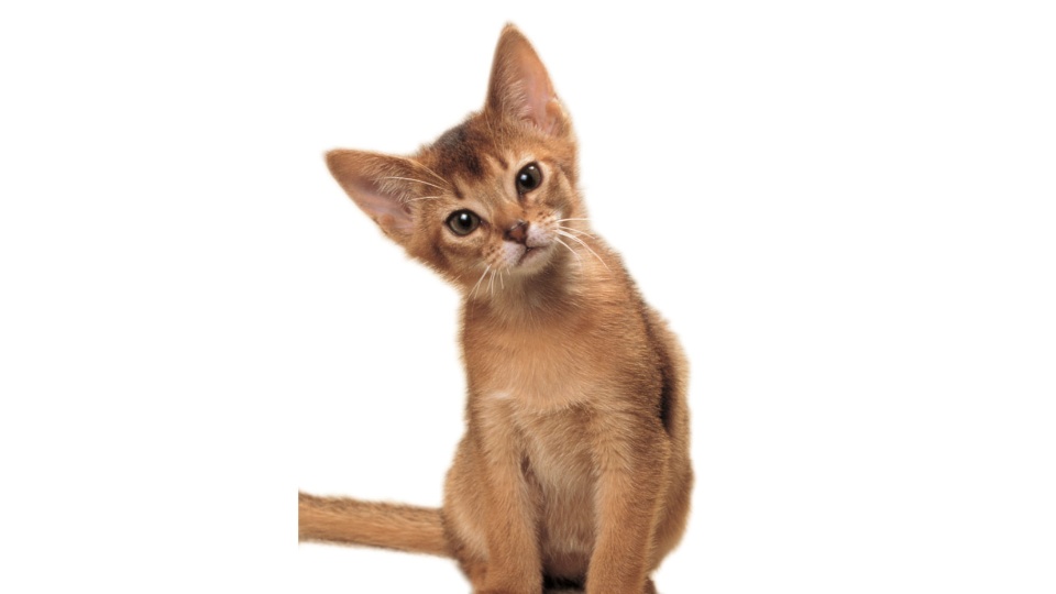 どうぶつだいすき! かわいいネコちゃん のサムネイル画像