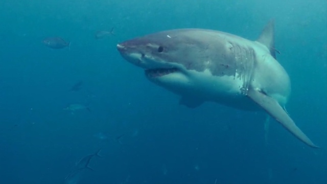 アワ・ワールド 世界は今 : サメに震えるオーストラリア のサムネイル画像