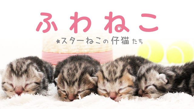 ふわねこ スターねこの仔猫たち のサムネイル画像