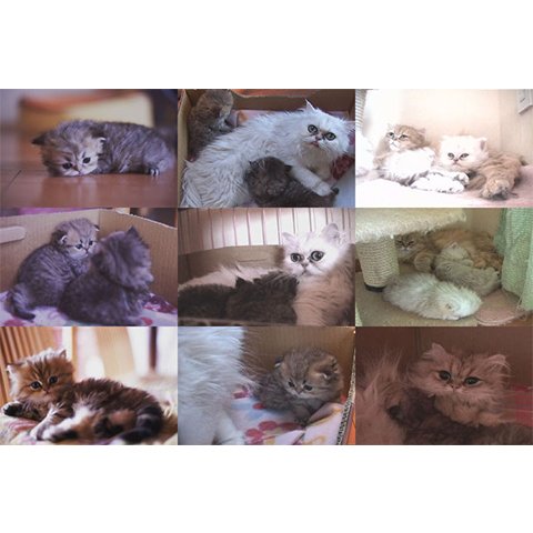 Cat Healing ねこちゃんといっしょ のサムネイル画像