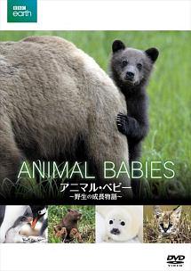BBC earth アニマル・ベビー ~野生の成長物語~ のサムネイル画像