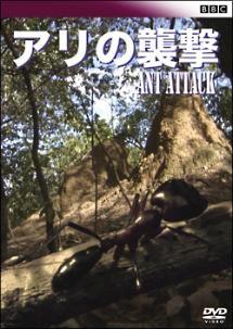 BBC アリの襲撃 のサムネイル画像
