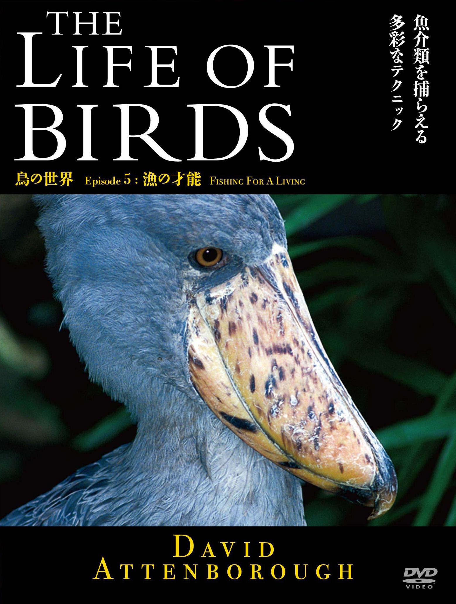 THE LIFE OF BIRDS 鳥の世界 漁の才能 のサムネイル画像