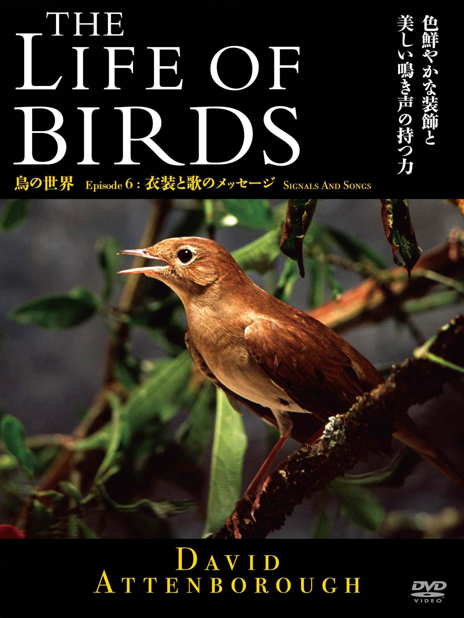 THE LIFE OF BIRDS 鳥の世界 衣装と歌のメッセージ のサムネイル画像