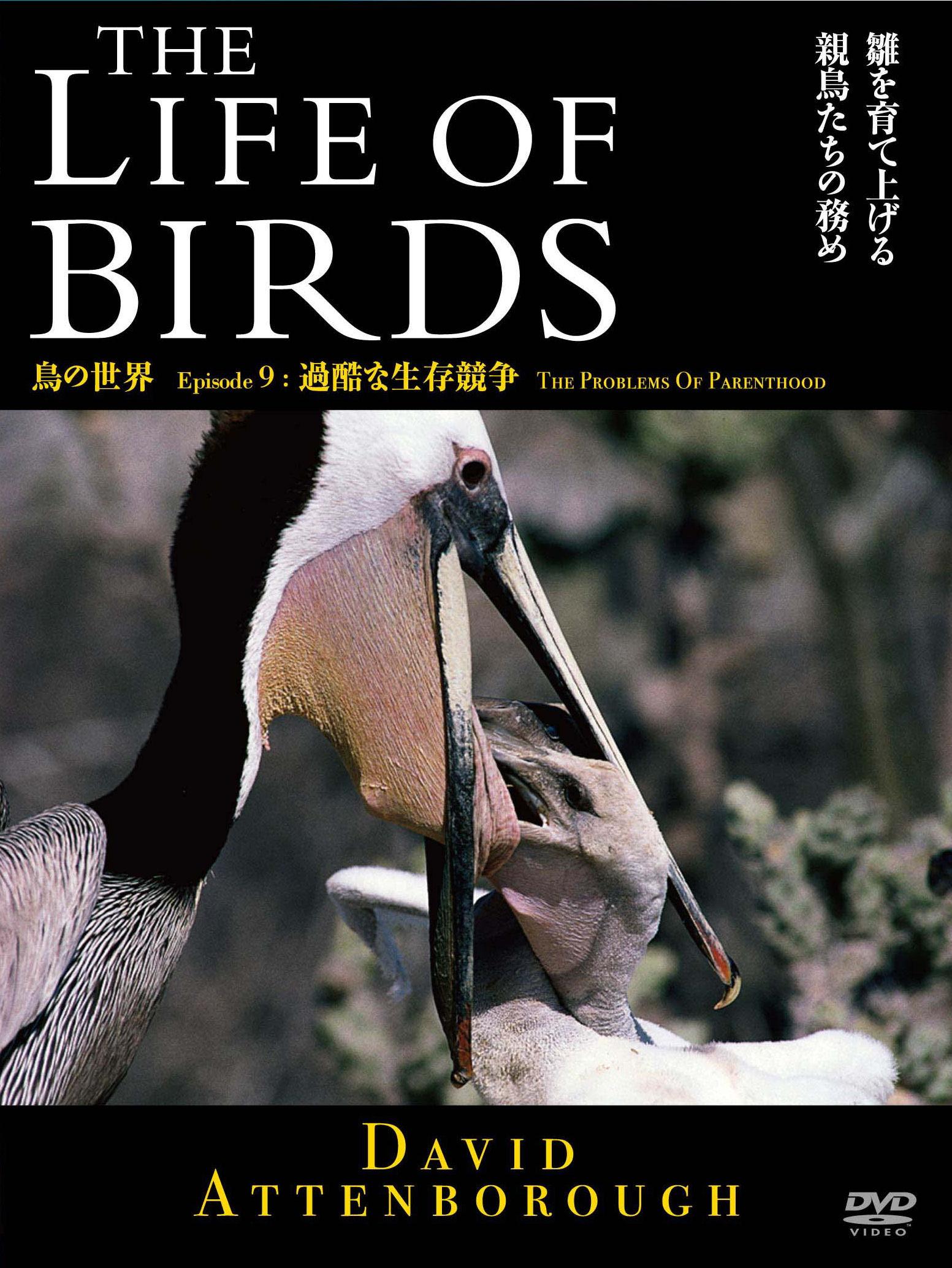 THE LIFE OF BIRDS 鳥の世界 過酷な生存競争 のサムネイル画像